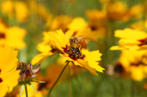 Bee on Flower 4jpg